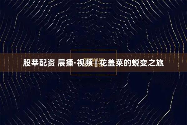 股莘配资 展播·视频 | 花盖菜的蜕变之旅